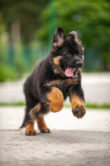 German shepherd puppies on green grass 