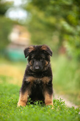 German shepherd puppies on green grass 