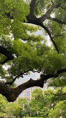 Fototapeta na wymiar The old wild trees with its intricate branches stretching up to the sky, Hibiya park Tokyo central Japan year 2022 June 11th