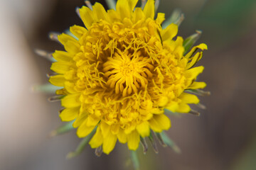 Dandelion close-up, bright dandelion, you can see the small details of the flower.
