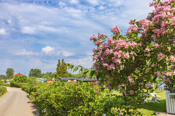 Flowering tree in a allotment garden