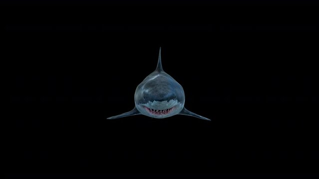 Great white shark swims to the camera slowly and open its jaws and attacks to the audience -
Megalodon with big open jaw 
and eats the camera. the footage has a clean alpha channel in 4k res -
scary