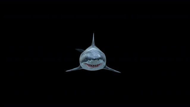 Great scary shark swimming and passed beside the camera.this footage comes with a clean alpha channel in 4k res
Megalodon
shark swims to the camera slowly , open its jaws and passes near the camera 