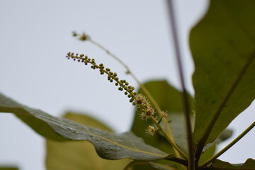 A part of the tree, leaves, location - Khandwa, Madhya Pradesh, Shot date - 18 Mar'22