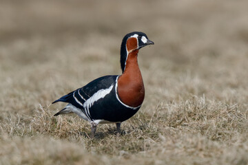 Red-breasted goose in the wild