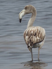 Juvenile Flamingo 