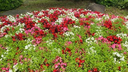 Cute florals at the entrance of Hibiya park Tokyo central downtown right next to the Imperial...