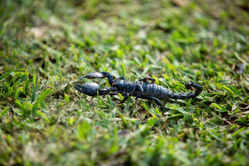 black scorpion on a green grass