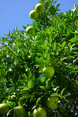 初秋の庭の木に庭の緑の植物、オレンジの枝振り模様