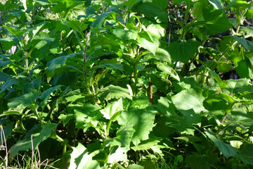 Fototapeta na wymiar 初秋の庭、新鮮な庭の緑の植物が輝く葉っぱ模様