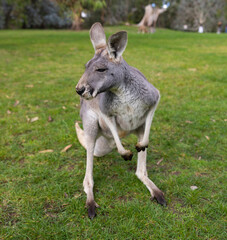 Large grey Kangaroo at a wildlife conservation park near Adelaide, South Australia


