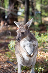 Large grey Kangaroo at a wildlife conservation park near Adelaide, South Australia

