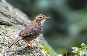 The cute little Puff-throated babbler or spotted babbler perching on the rock , Thailand