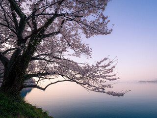 朝靄と満開の桜