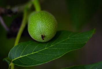 The Greek nuts still have not ripened, have original painting, on the branches of a tree with green leaves 