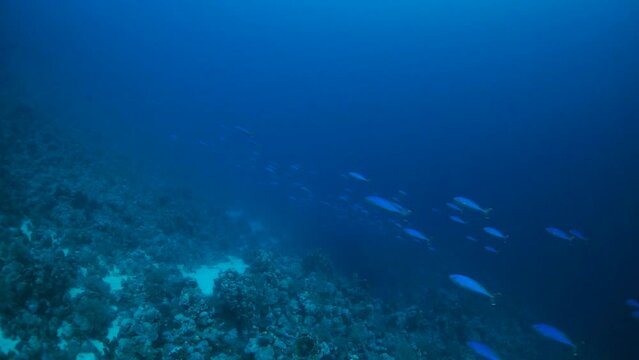 Underwater sea landscape of tropical coral reef.