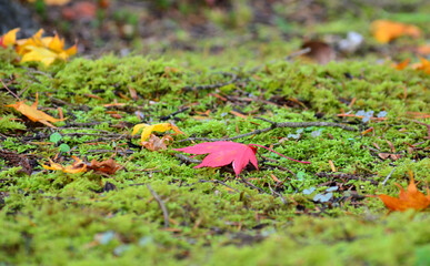 苔の上の落ち葉