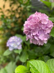 The June summer blossom, the hydrangea season, beautiful range of blues & purples & pinks, colors, year 2022 June 11th, Tokyo Japan street of old town Nezu
