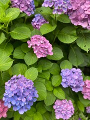 The June summer blossom, the hydrangea season, beautiful range of blues & purples & pinks, colors, year 2022 June 11th, Tokyo Japan street of old town Nezu