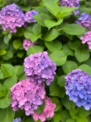 The June summer blossom, the hydrangea season, beautiful range of blues & purples & pinks, colors, year 2022 June 11th, Tokyo Japan street of old town Nezu