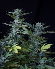 Cannabis plants and leaves and buds against a black background