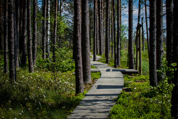 wooden pedestrian bridge over forest, over forest and pond path way pedestrians of stumps...