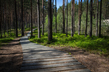 wooden pedestrian bridge over forest, over forest and pond path way pedestrians of stumps adventure, educational in nature. Selective focus. High quality photo