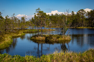 spring landscape in the swamp. small swamp lakes, mosses and swamp pines. small island of swamp water and beautiful reflections
