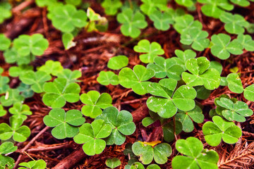 Lush green clovers and pine needles detail of forest floor