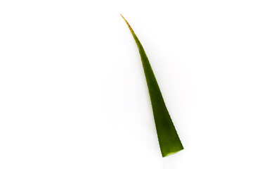 Branch of aloe vera on white background