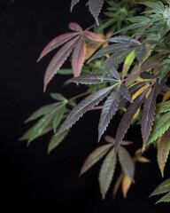 Fresh cannabis plant leaves. Marijuana leaves for background. 