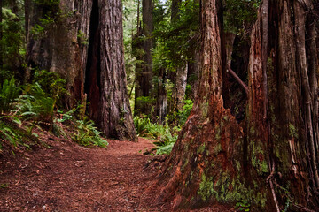 Fototapeta premium Path through ancient Redwoods forest in California
