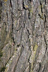 Willow bark texture. Background. Tree trunk. plant details