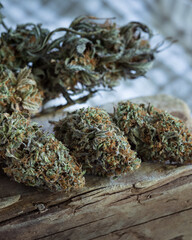 Cannabis buds dried and cured. Marijuana buds and flowers.