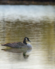Eine Kanadagans schwimmt auf einem See!