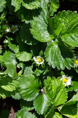 Strawberry plants with flowers growing in a garden in spring. Grow your own concept