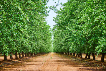 Rows of vibrant green almond trees in farm during spring - Powered by Adobe