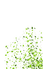 Swamp Greens Nature Vector White Background.