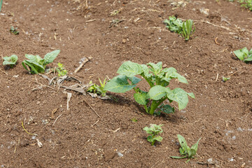 young potato bush growing in the field. Small green sprouts in the ground.