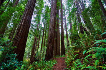 Fototapeta premium Stunning endless Redwood trees in ancient forest along trail