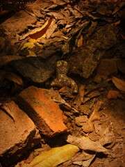 Sunlight Slicing Through a Beautiful forest.