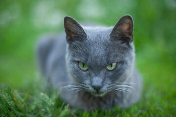 Naklejka na ściany i meble Gray stray cat sits on a green lawn, blurred background of green grass