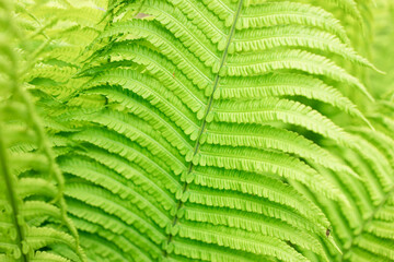 Fototapeta premium Fern leaf texture in nature. Natural green ferns background Fern leaves Close up ferns nature. Fern plants in forest Background of the ferns Nature concept. Green ferns nature. Natural floral fern