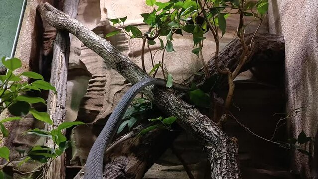 Black Mamba on Tree Branch in Zoo