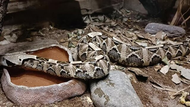 Gaboon Viper in Stones and Dry Leaves in Zoo