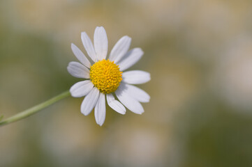 Fototapeta premium daisy flower closeup