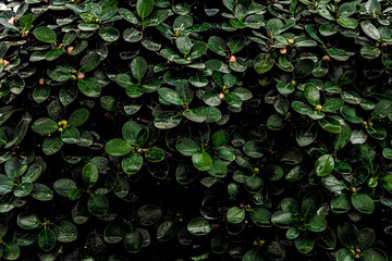 Green leaves in dark tone for background	