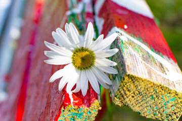 summer first daisies or chamomile on a painted wooden bench