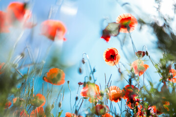 Beautiful red poppies against the blue sky. Natural background