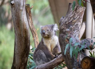 Wandaufkleber Koala sitting in a tree at the Cleland Conservation Park near Adelaide in South Australia © hyserb